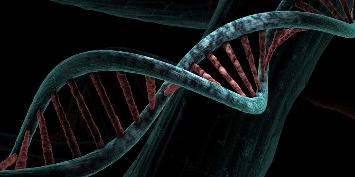 Scientists have artificially increased the size of DNA