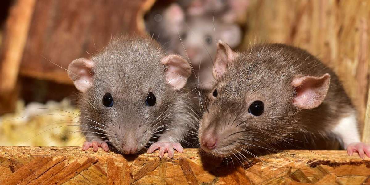They coerce a mouse into producing babies that are devoid of sex and without sperm from any male.