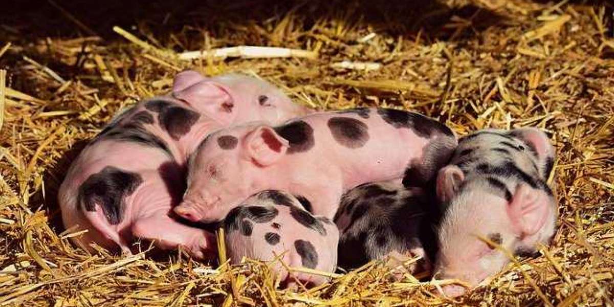 Pigs grunts have been translated by scientists.