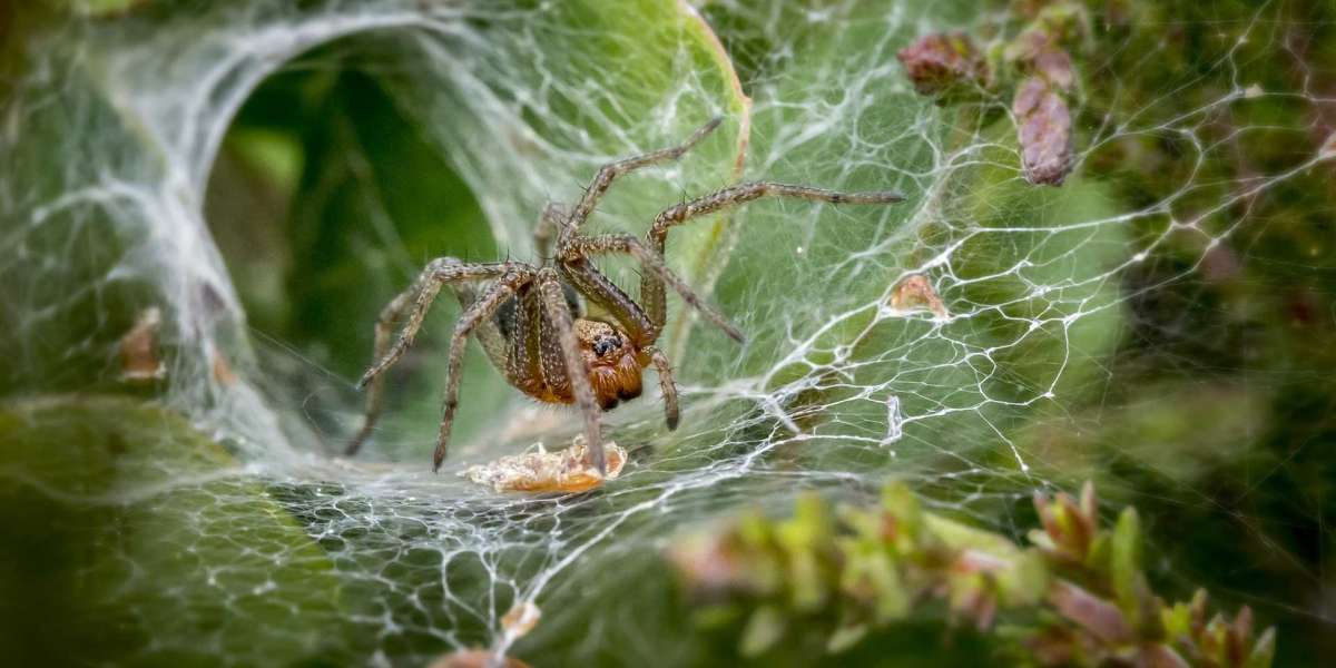 The dreaded spiders that hunt in packs have been discovered.