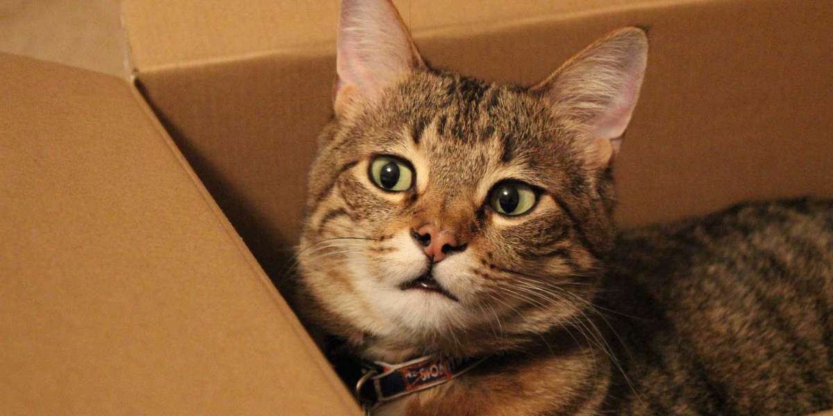 Why do cats like boxes?