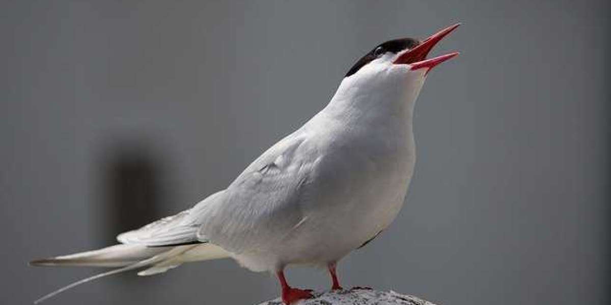 The arctic tern's 80,000-kilometer-a-year journey